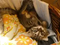 котята бесплатно