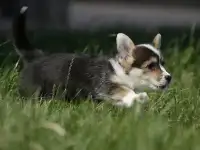щенки вельш корги пемброк
