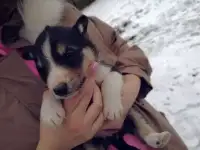 Щенки.