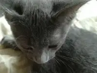 Русская голубая кошечка, фотография 4
