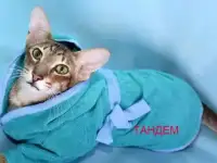 Попоны, полотенце  для  животных  из  микрофибры