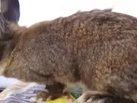 Кролики 
