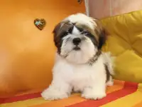 продаются щенки, фотография 2
