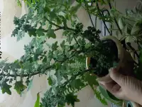 Плекрантус колеус комнатная мята