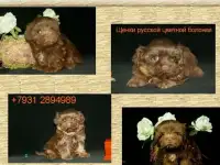 Болонки Русские цветные - щенки, фотография 2