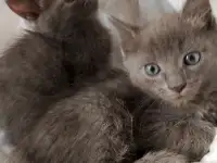 котята, фотография 8