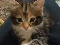 Котята, фотография 3
