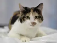 Кошка в добрые руки 