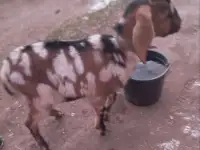 Продам нубийского козлика