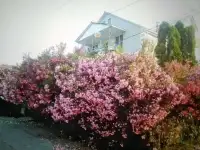 Отдых в Сочи. Гостевой дом 