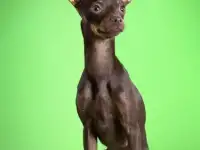 Очаровательные щенки русского тоя !!!, фотография 10