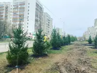 продам крупномерные хвойные деревья, фотография 2