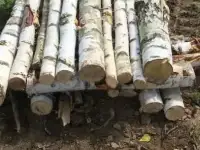Распил березы