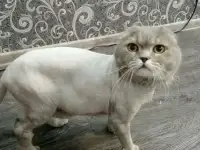 Груминг. Стрижка кошек.