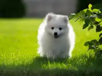 Японский шпиц девочка, фотография 3