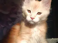 мальчик мейн-кун, фотография 10