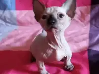 Котята эльфы,двэльфы,сфинксы, фотография 6