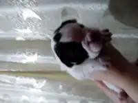 Щенки французского бульдога