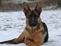 Щенок немецкой овчарки.