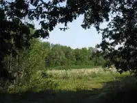 Участок в лесной зоне