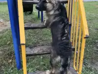 Собака бегает без присмотра в Голицыно который день