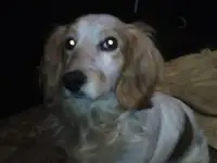 Срочно ищем хозяев!
