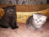 Продам шотландских котят к лотку приучены кушают, фотография 5