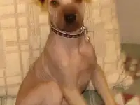 срочно продам щенка