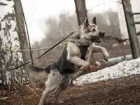 Щенки ВЕО от Гранд Чемпиона России, фотография 6
