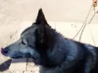 Отдать