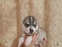 Шикарные щенки Хаски с документами РКФ