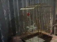 клетка для птиц, фотография 2