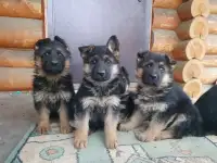 Овчарка