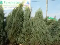 Хвойники: ель голубая, сосна, можжевельник, фотография 2