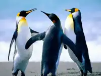 Кредитный юрист