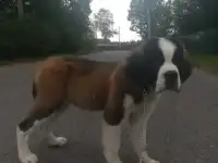 Щенки Сенбернара