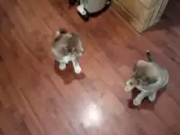 в добрые руки