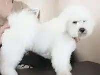 Бишон Фризе, вязка, кобели., фотография 4