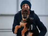 Продам щенков немецкой овчарки