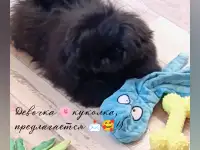 Щенки пекинеса