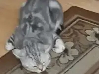 Вязка, фотография 2