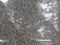 Семена люцерны сорт Семиреченская.