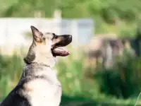Щенки ВЕО