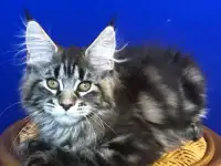 Котята мейн-кун