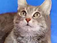 Старушке очень нужен дом.