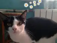 Кошка, фотография 2