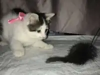 котёнок девочка
