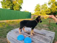 Продаются щенки немецкой овчарки, фотография 3