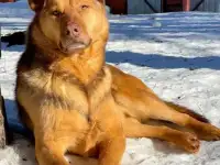 Гордый защитник и добрый друг для всей семьи, фотография 9