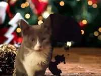 Котята от домашних родителей
